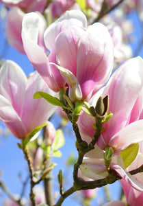 Magnolija, šķirne "George Henry Kern" (Magnolia)