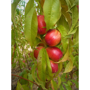 Nektarīns, šķirne "Harco" (Prunus persica var nectarina)