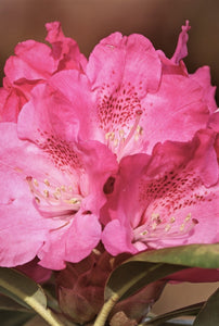 Mūžzaļais rododendrs, šķirne "Kalinka" (Rhododendron)