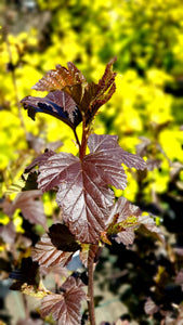 Fizokarps, šķirne "Summer Wine" (Physocarpus opulifolius)
