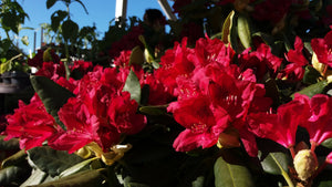 Mūžzaļais rododendrs, šķirne "Nova Zembla" (Rhododendron)