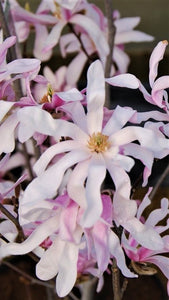 Magnolija Lēbnera, šķirne "Leonard Messel" (Magnolia)