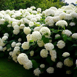 Hortenzija kokveida, šķirne "Annabelle" (Hydrangea arborescens)