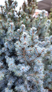 Egle Kanādas, šķirne "Sander's Blue" (Picea glauca)