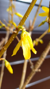 Forsītija, šķirne "Lynwood" (Forsythia × intermedia)