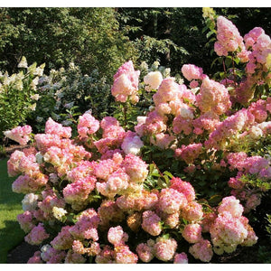 Hortenzija skarainā, šķirne "Pink Lady" (Hydrangea paniculata)