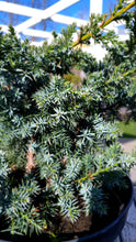 Ielādēt attēlu Gallery viewer, Kadiķis Ķīnas, šķirne &quot;Blue Alps&quot; (Juniperus chinensis)
