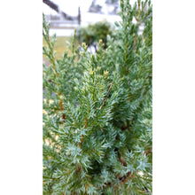 Ielādēt attēlu Gallery viewer, Kadiķis parastais, šķirne &quot;Stricta&quot; (Juniperus communis)
