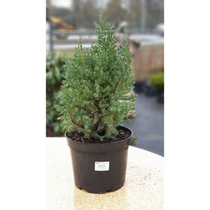 Kadiķis parastais, šķirne "Stricta" (Juniperus communis)