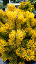 Ielādēt attēlu Gallery viewer, Kalnu priede, šķirne &quot;Winter Gold&quot; (Pinus mugo)
