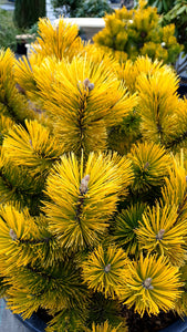 Kalnu priede, šķirne "Winter Gold" (Pinus mugo)