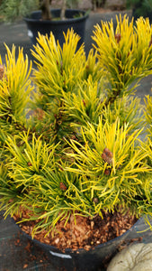 Kalnu priede, šķirne "Winter Gold" (Pinus mugo)