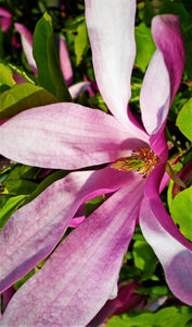 Magnolija Zvaigžņu, šķirne "Rosea" (Magnolia)