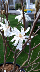 Magnolija Zvaigžņu (Magnolia)