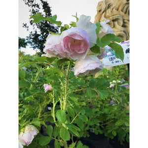 Rievainā roze, šķirne "Rītausma" (Rosa rugosa)
