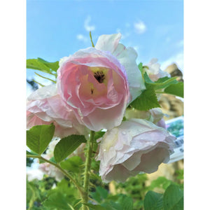 Rievainā roze, šķirne "Rītausma" (Rosa rugosa)
