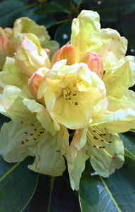 Mūžzaļais rododendrs, šķirne "Horizon Monarch" (Rhododendron)