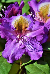 Mūžzaļais rododendrs, šķirne "Marcel Menard" (Rhododendron)