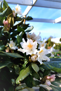 Mūžzaļais rododendrs, šķirne "Cunningham's White" (Rhododendron)