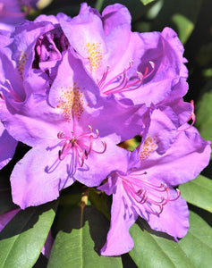 Mūžzaļais rododendrs, šķirne "Catawbiense Grandiflorum" (Rhododendron)