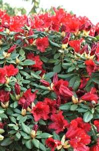 Mūžzaļais rododendrs, šķirne "Scarlet Wonder" (Rhododendron)