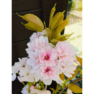 Japānas ziedu ķirsis, šķirne "Amanogawa" (Prunus serrulata)