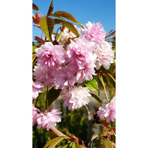 Sakura, šķirne "Kiku-shidare-zakura" (Prunus serrulata)