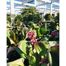 Ielādēt attēlu Gallery viewer, Bergēnija sirdslapu, šķirne &quot;Purpurea&quot; (Bergenia cordifolia)
