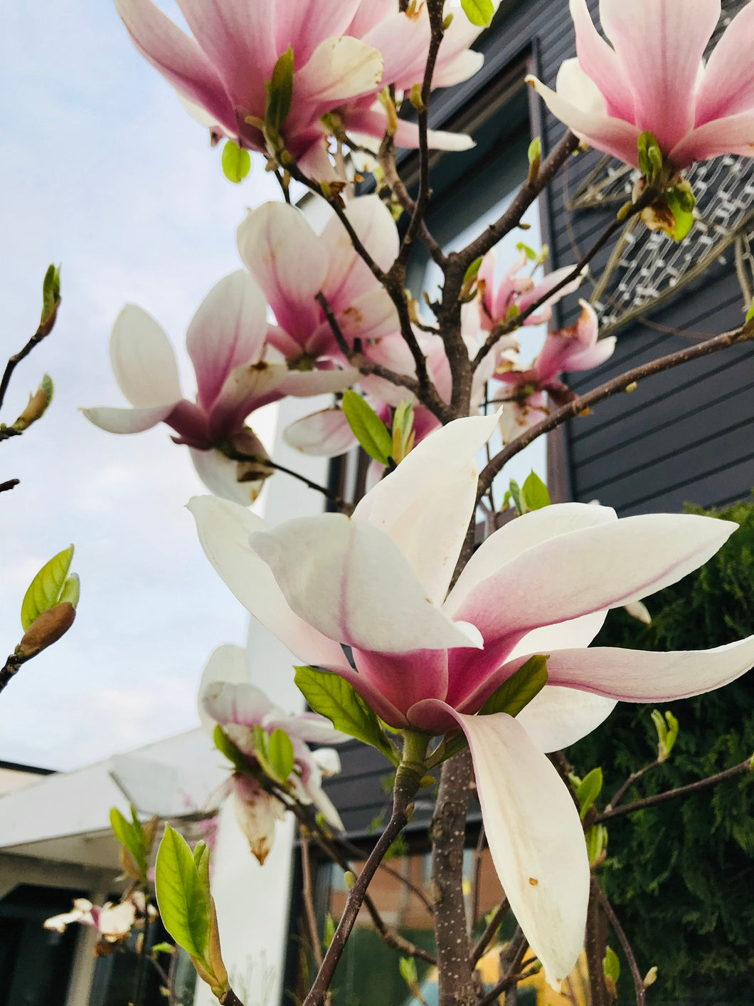 Magnolija Sulanža  (Magnolia)